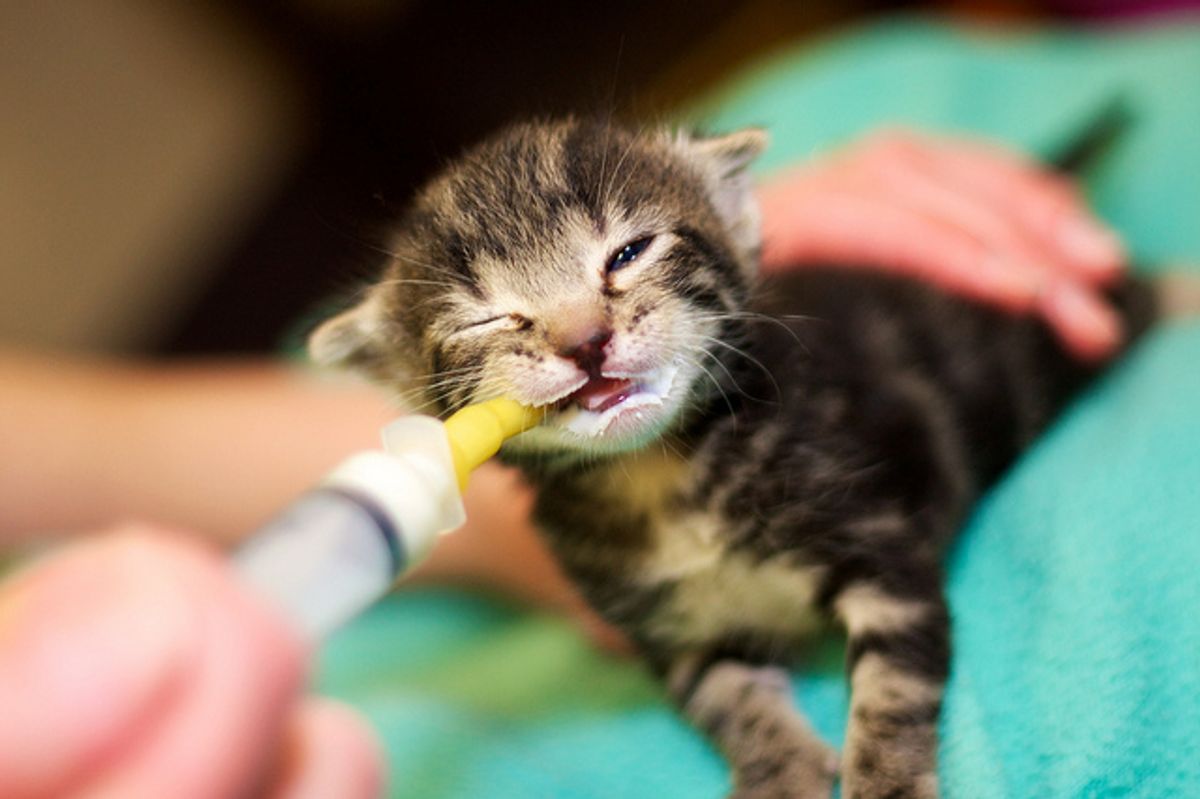 Rescued Kitten Gets Bottle Fed