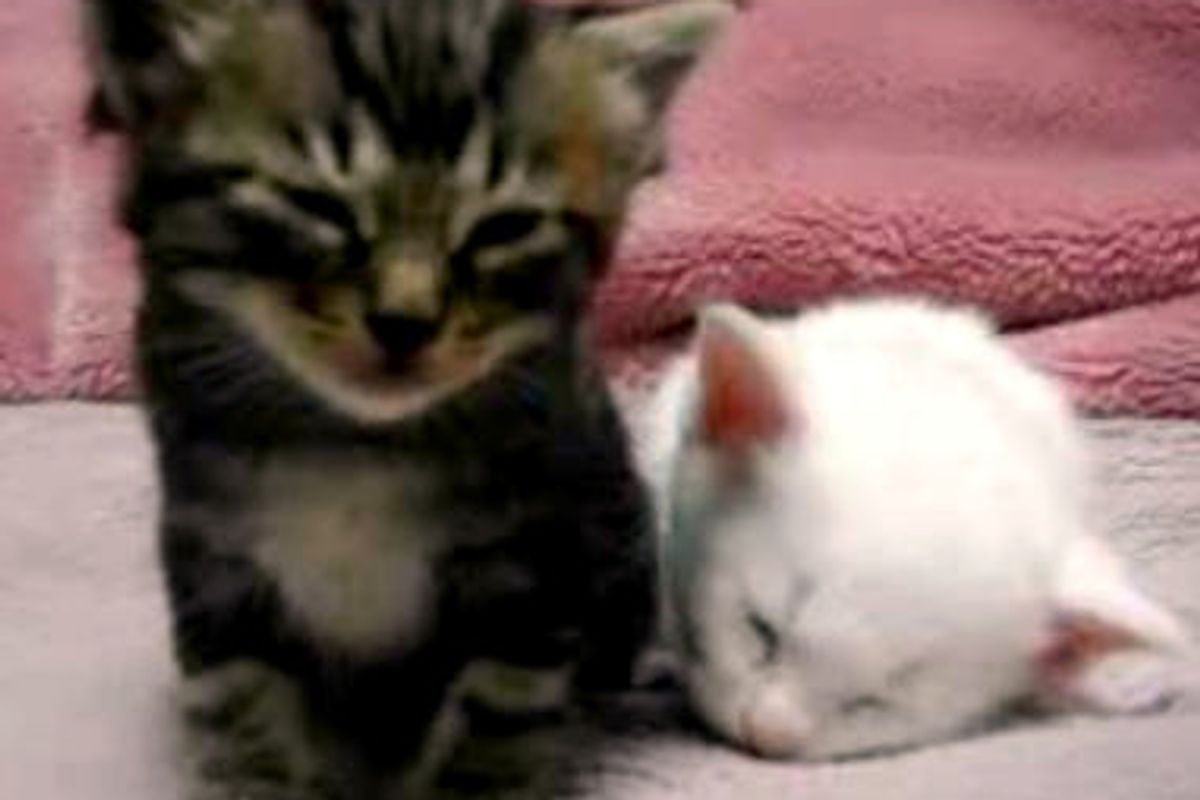 Kitten Falling Asleep