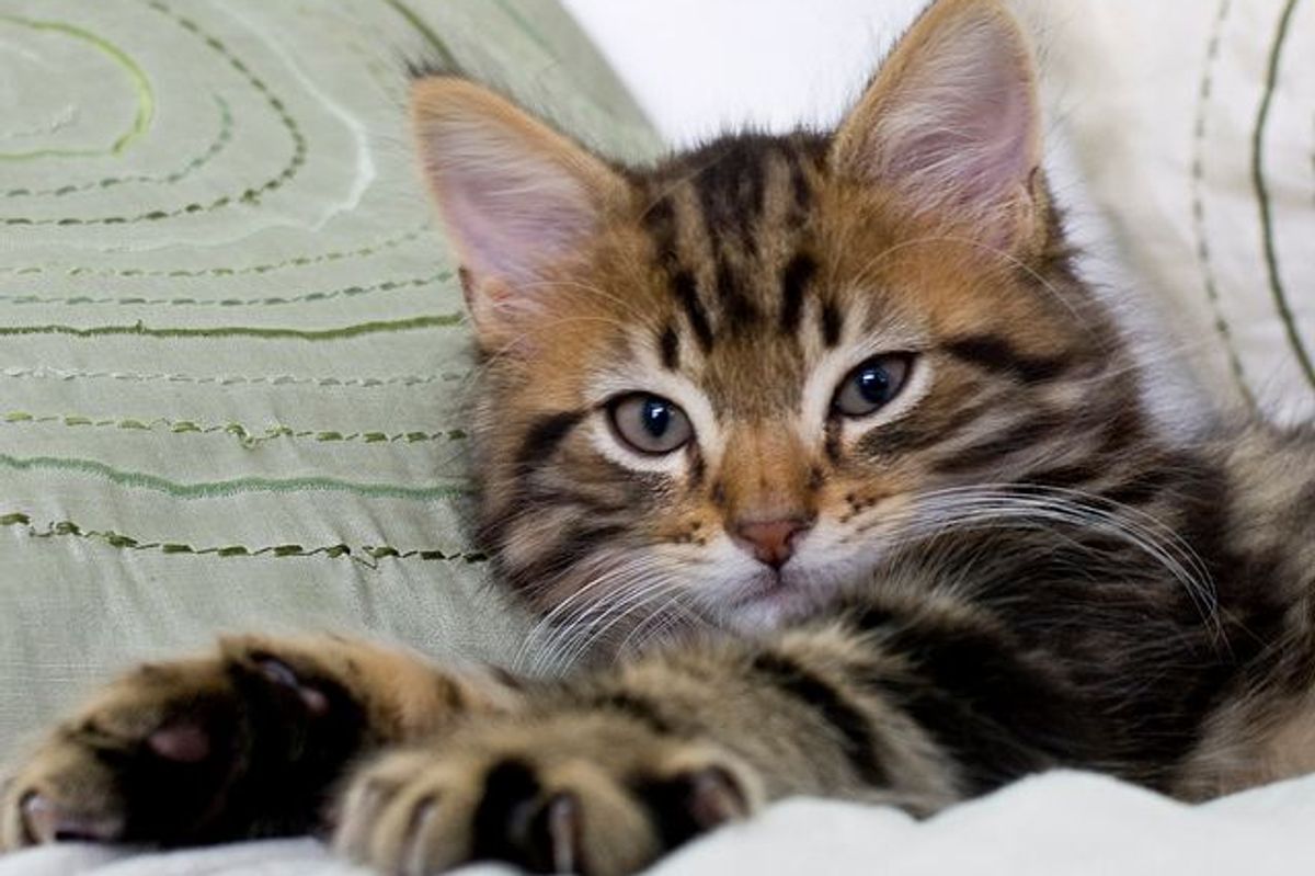 Tigger, Love at First Sight