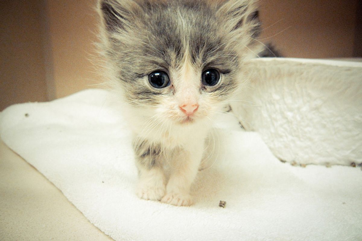 Little Rescued Kitten's Message
