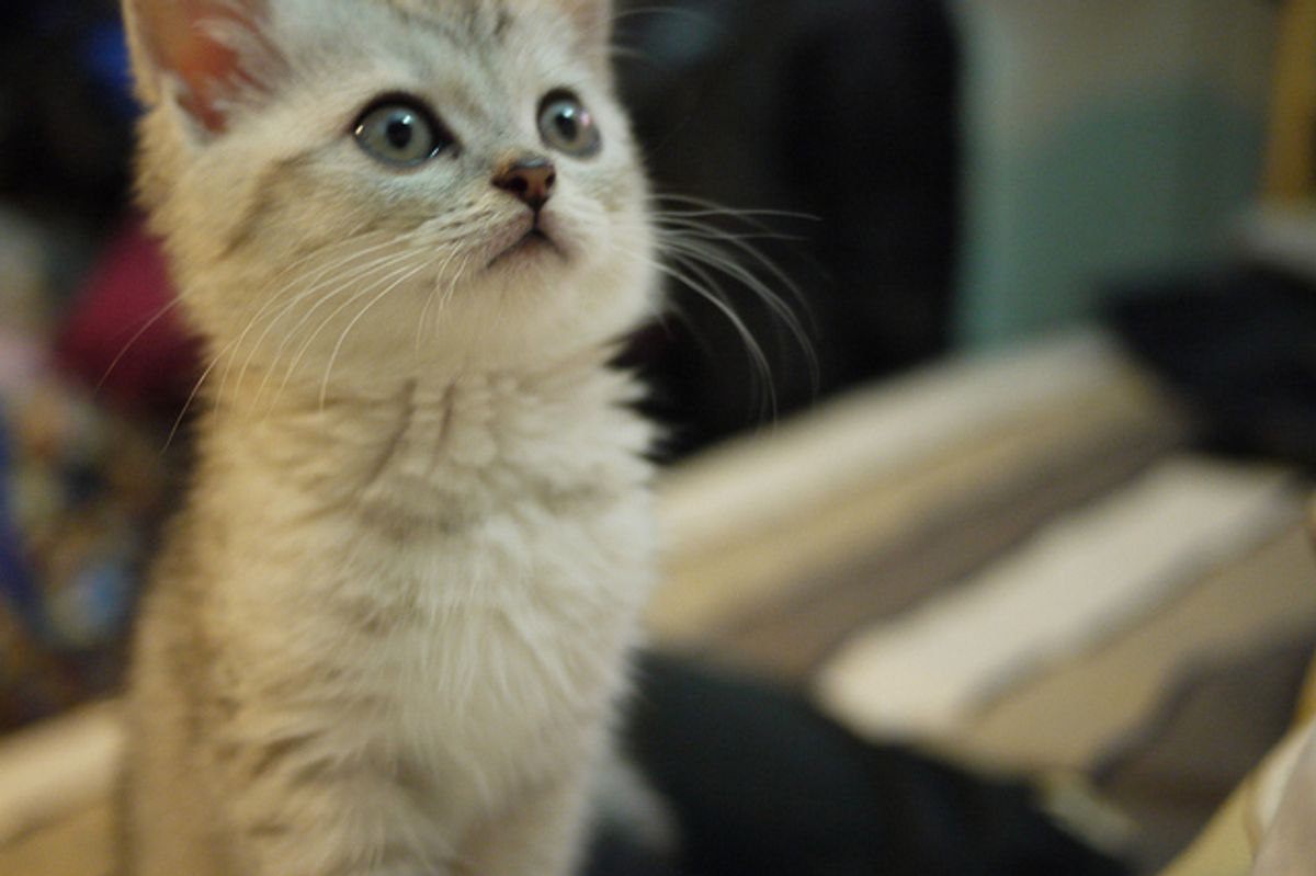 Scott, Mommy's Proud Fur Baby