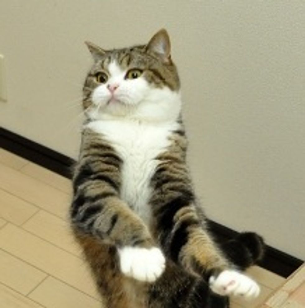 Maru and His New Big Box