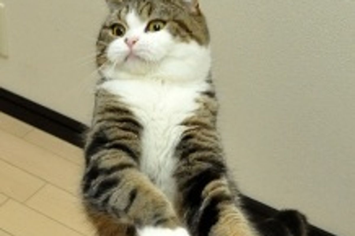 Maru and His New Big Box