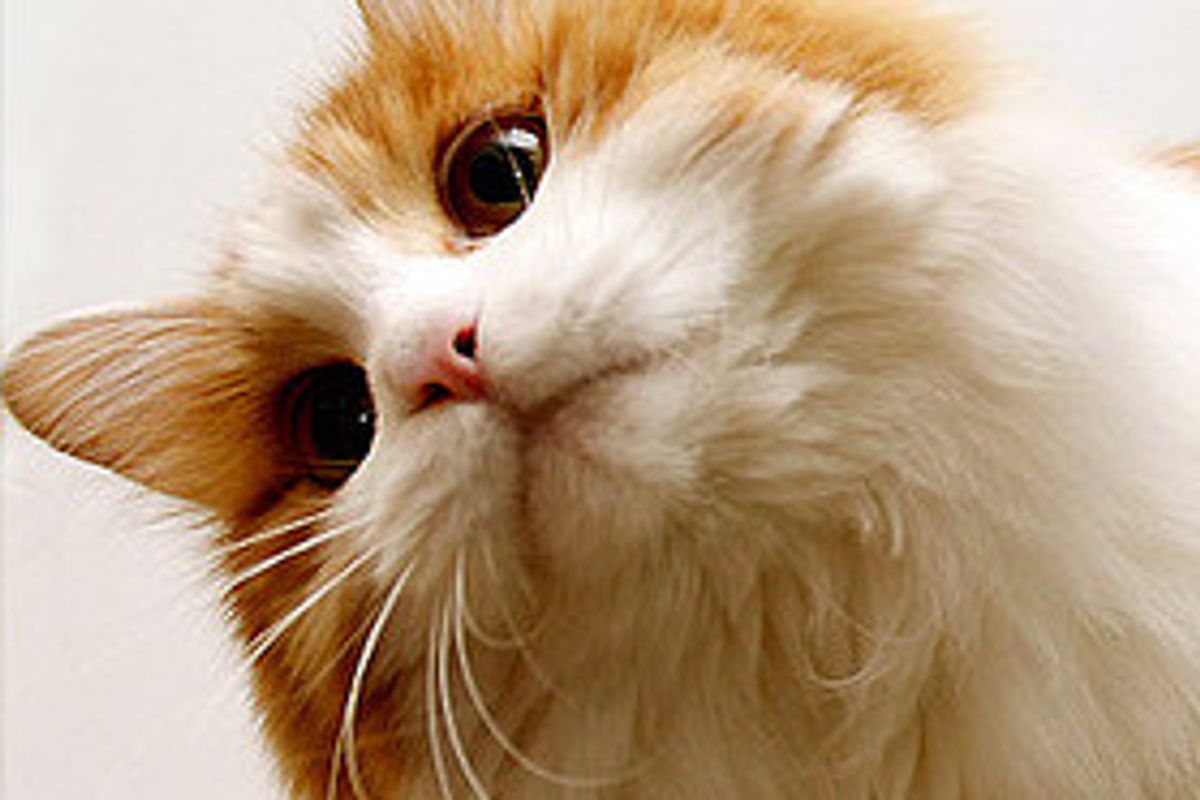 Tiger, the King in His Home