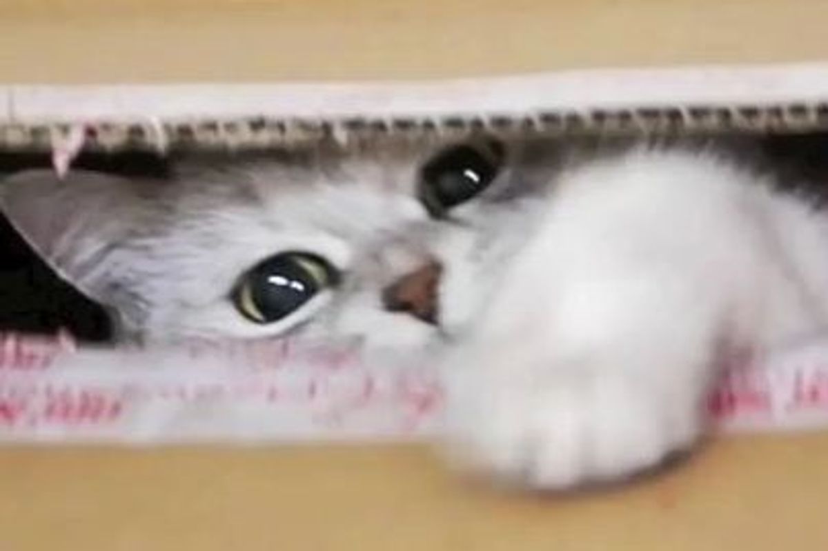 Hamu the Cat Gets Her Treats