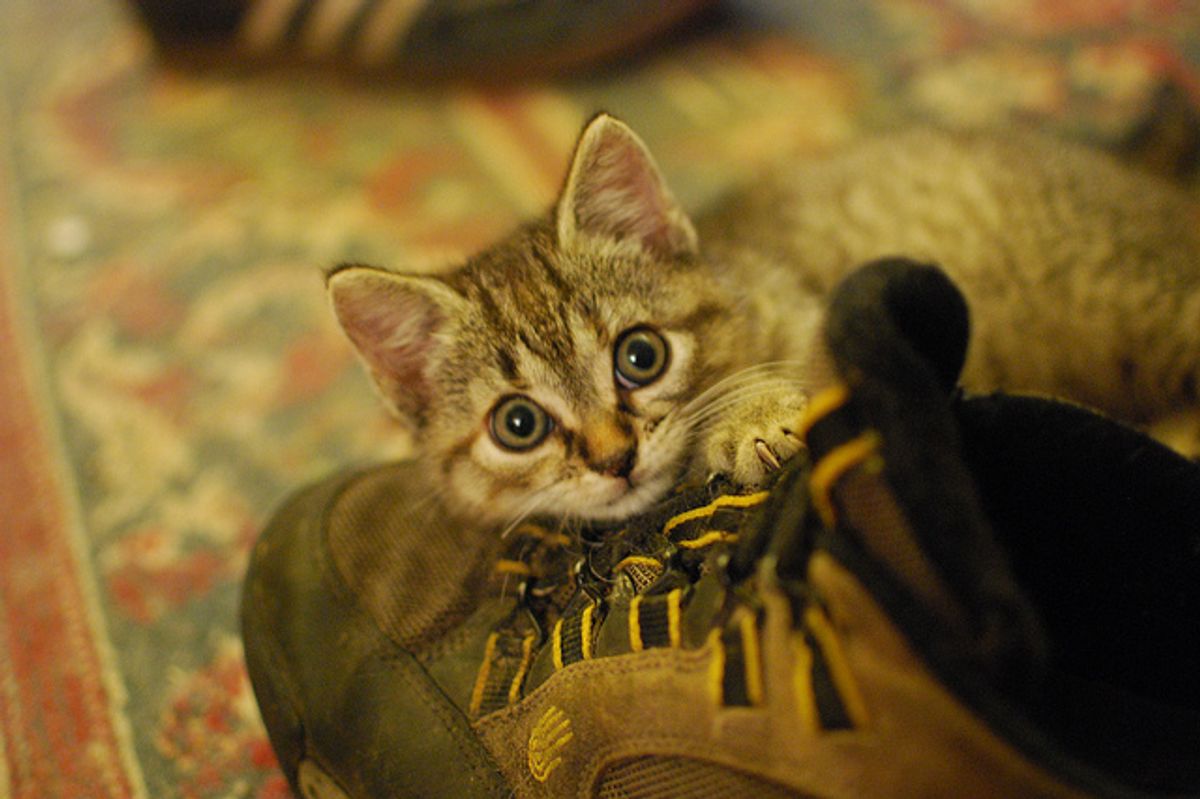 Ivy the Kitten Rescued from Rocky Ledge
