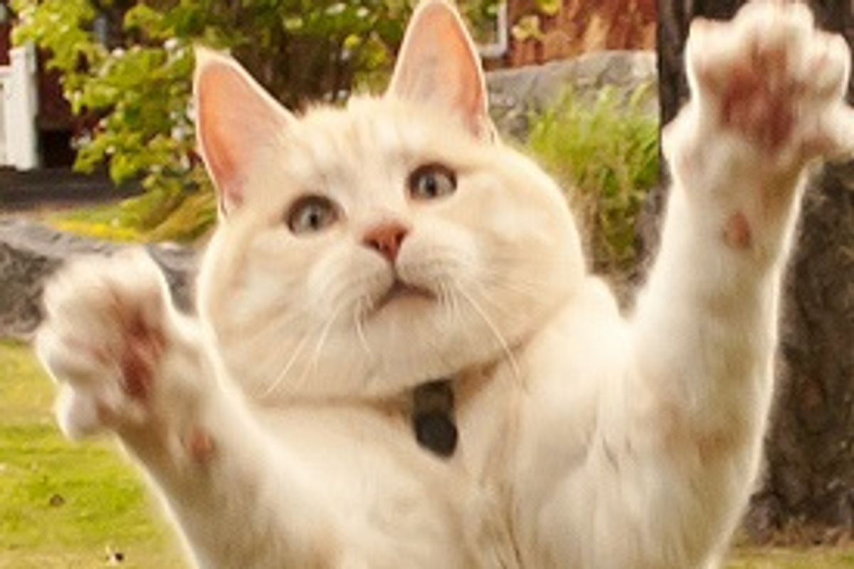 Chilli the Mischievous Ginger Boy