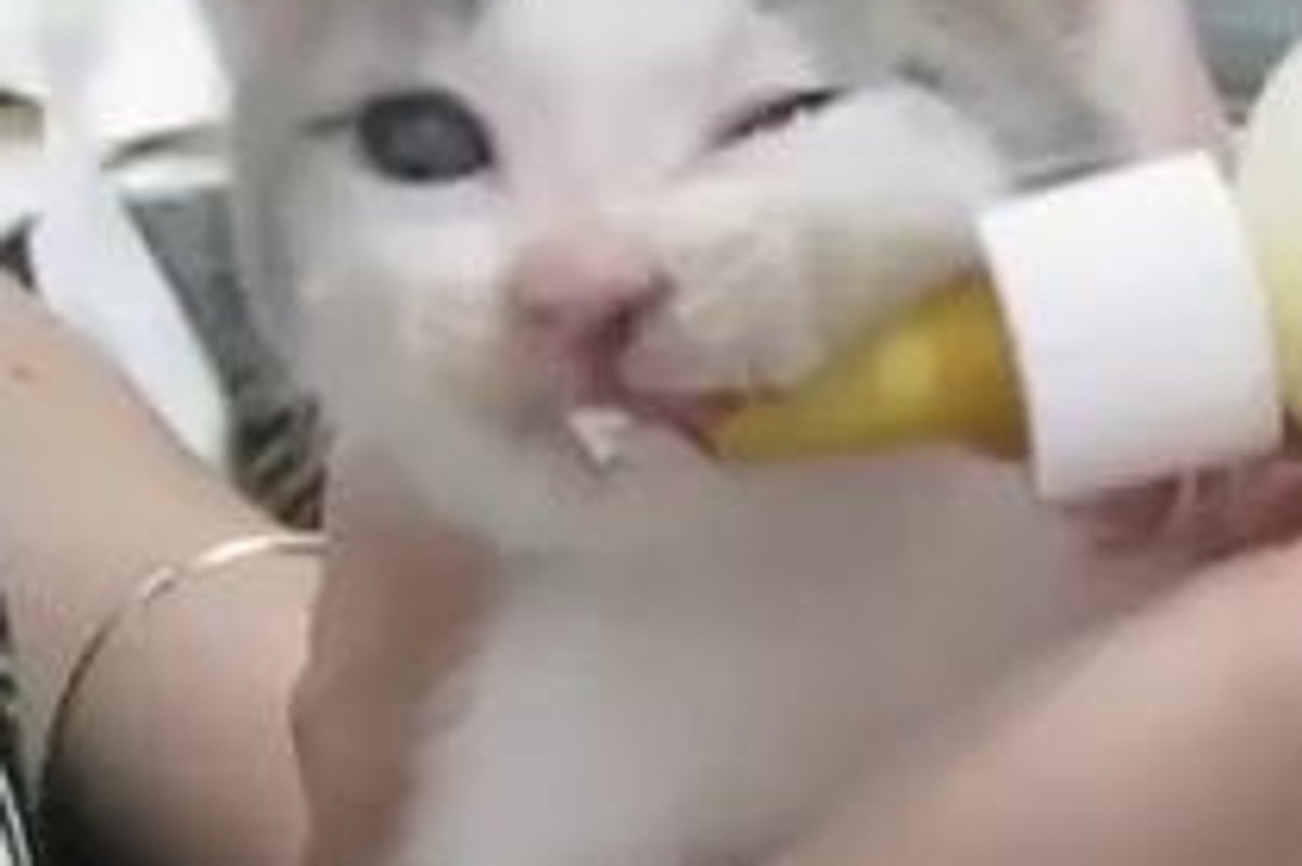 Rescued Kittens Getting Noms