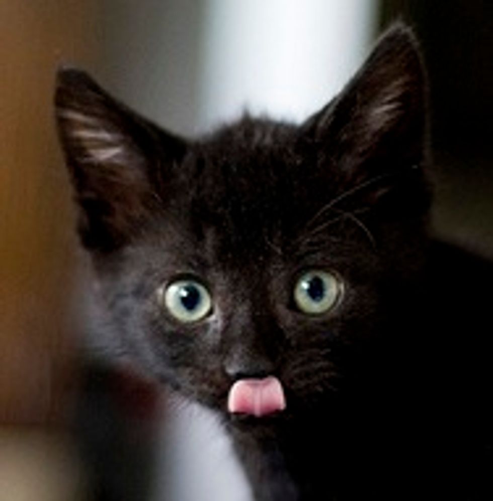 Two Kittens from a Lost Litter