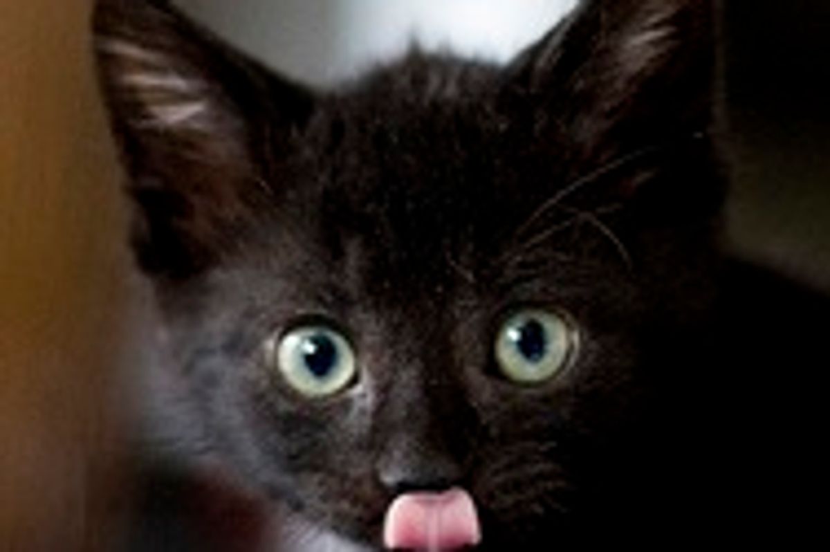 Two Kittens from a Lost Litter