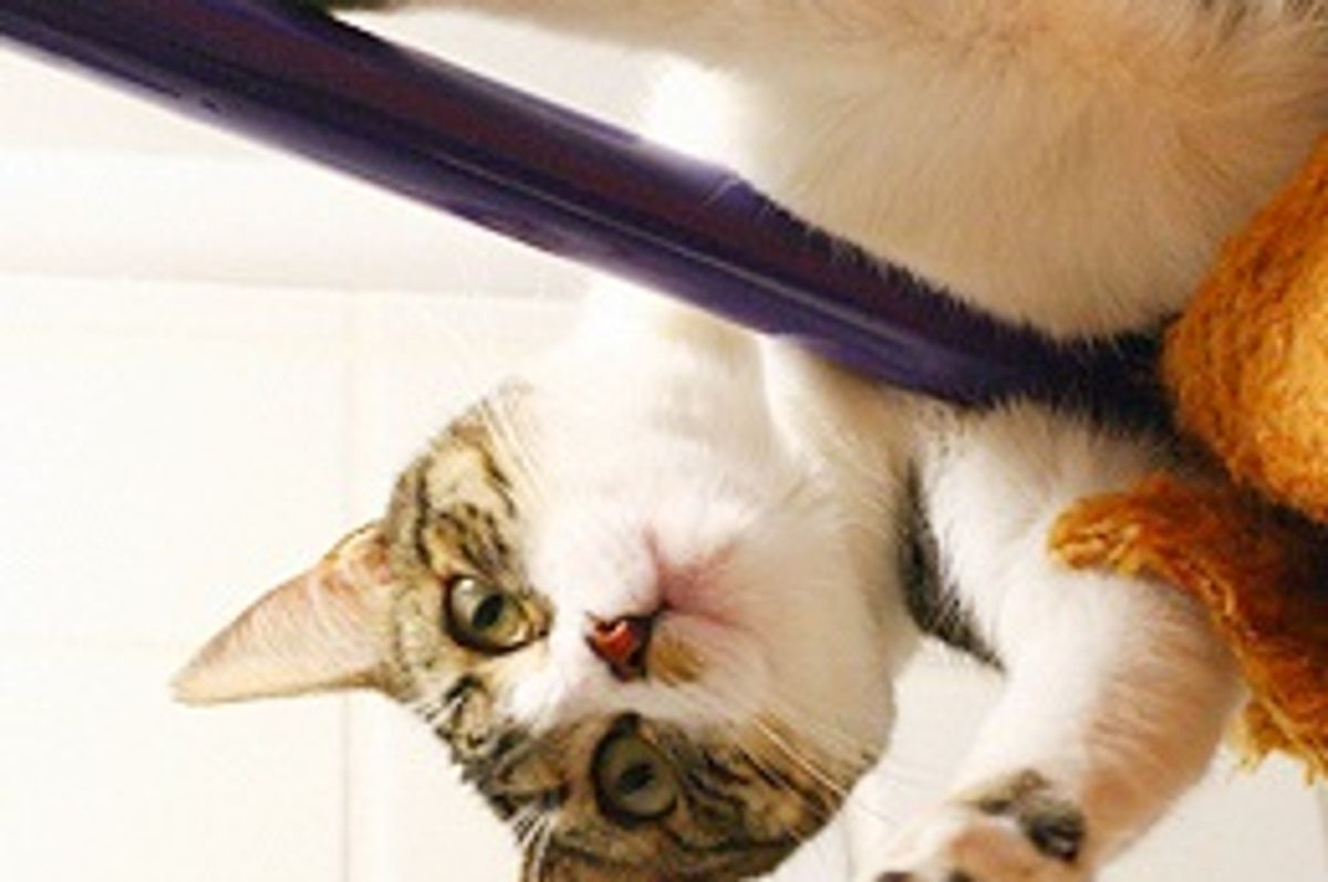 Celeste, the Cat Climber