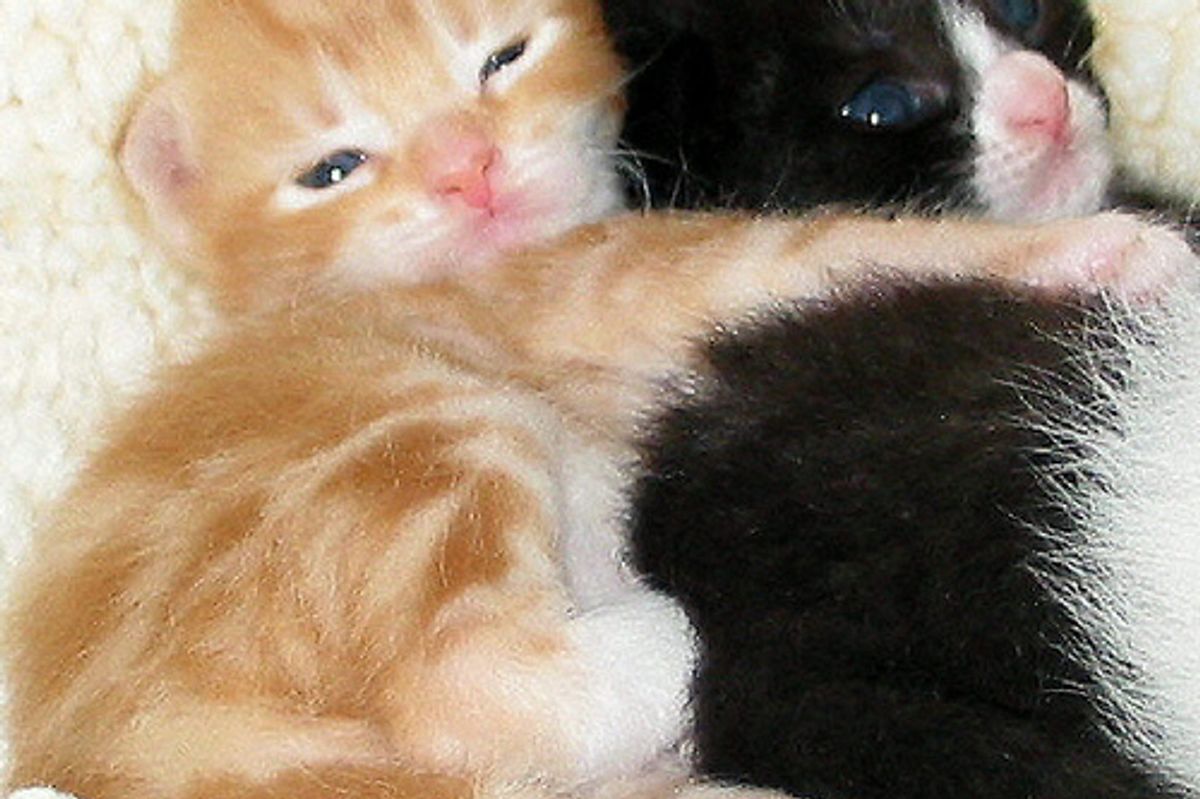 Couple Fostered Over 300 Kitties