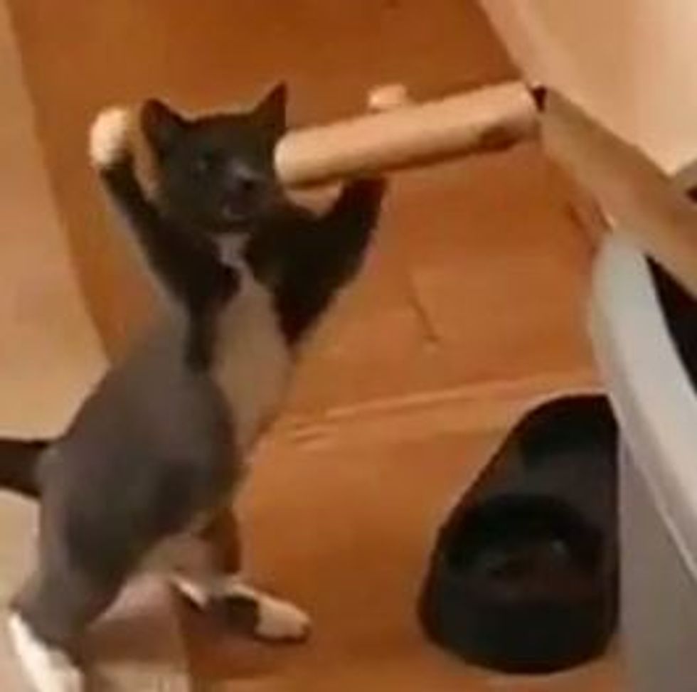 Kungfu Kitty