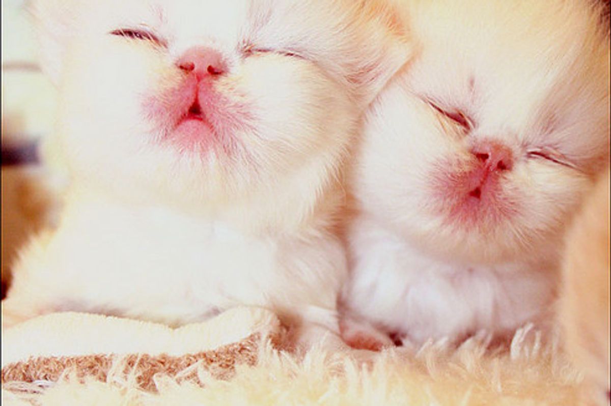 Sleepy and Cuddly Caturday