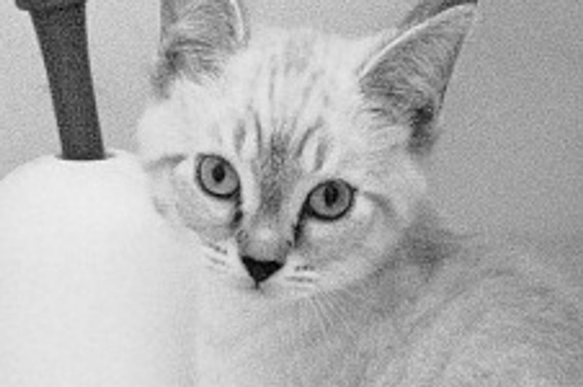 Rescued Siamese Kitten Steve Nash