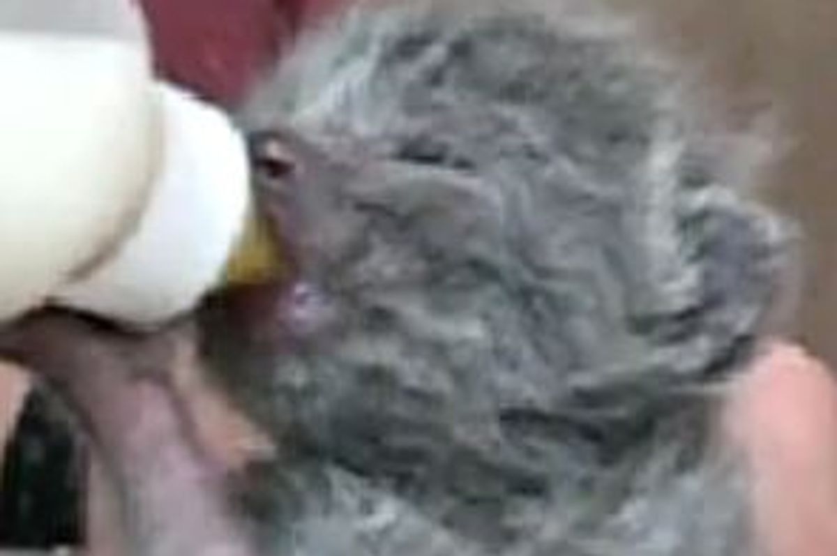 Kitten Wiggles Ears While Having Noms