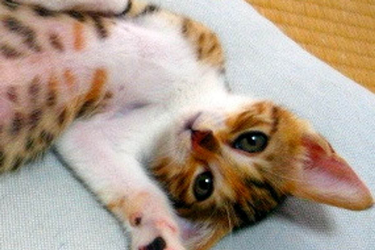 Hana the Kitten Gained a Second Chance