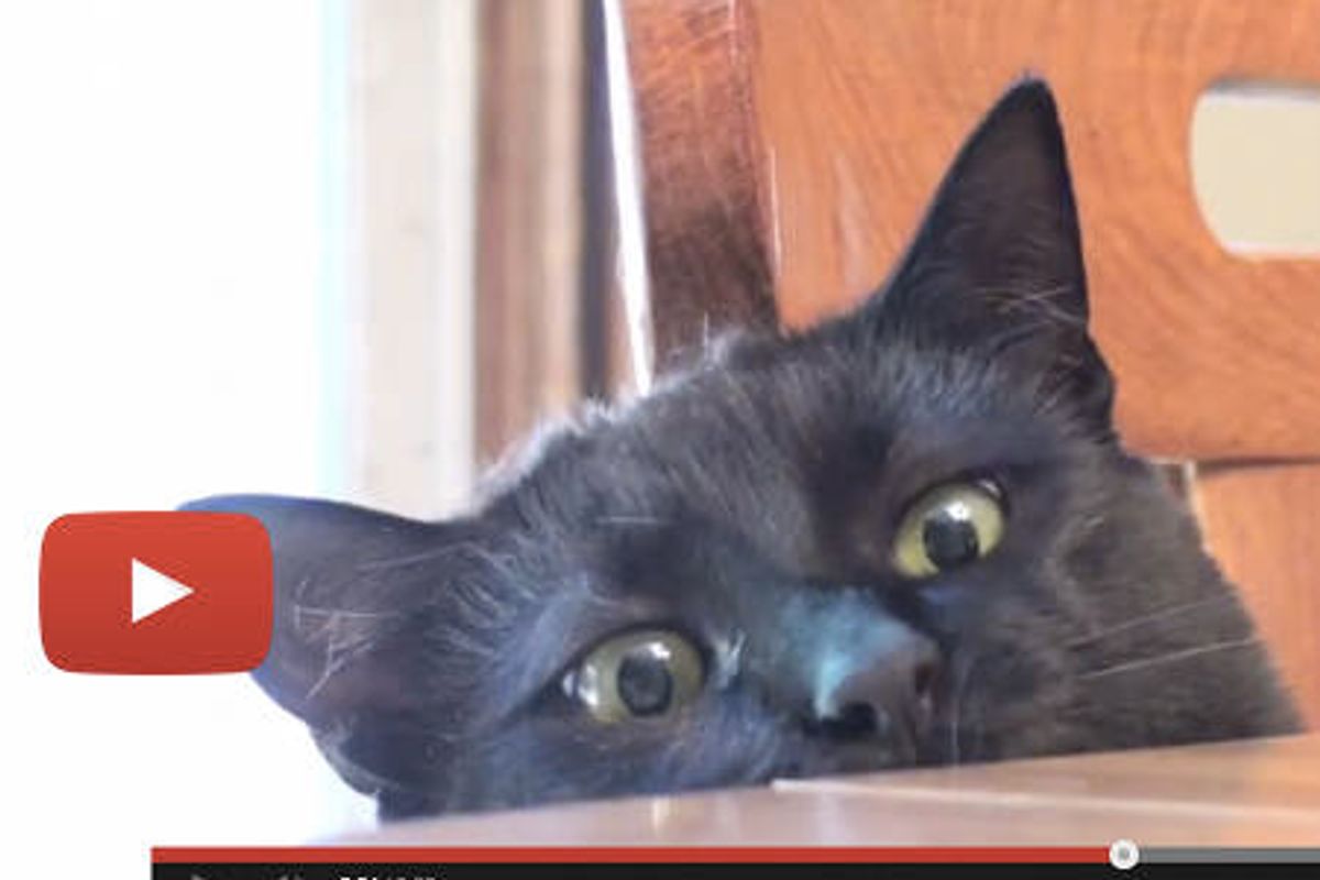 Peekaboo Cat