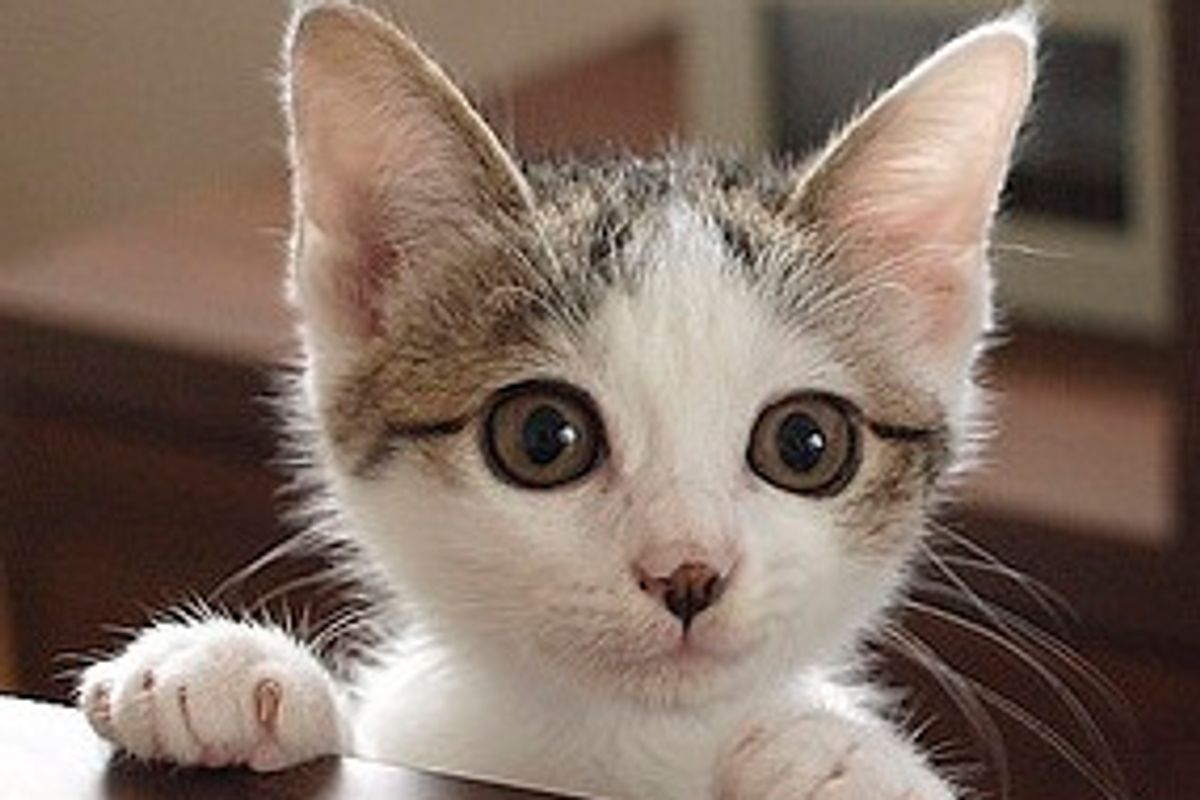 Sasami the Cat and His Loving Home