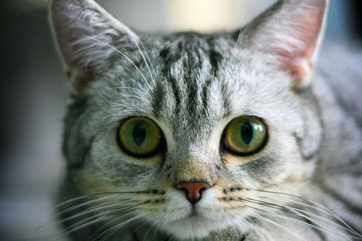 Maiko the Cat Turns One Today