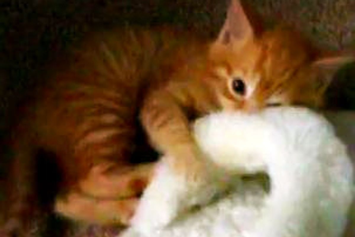 Ginger Kitten vs Slipper