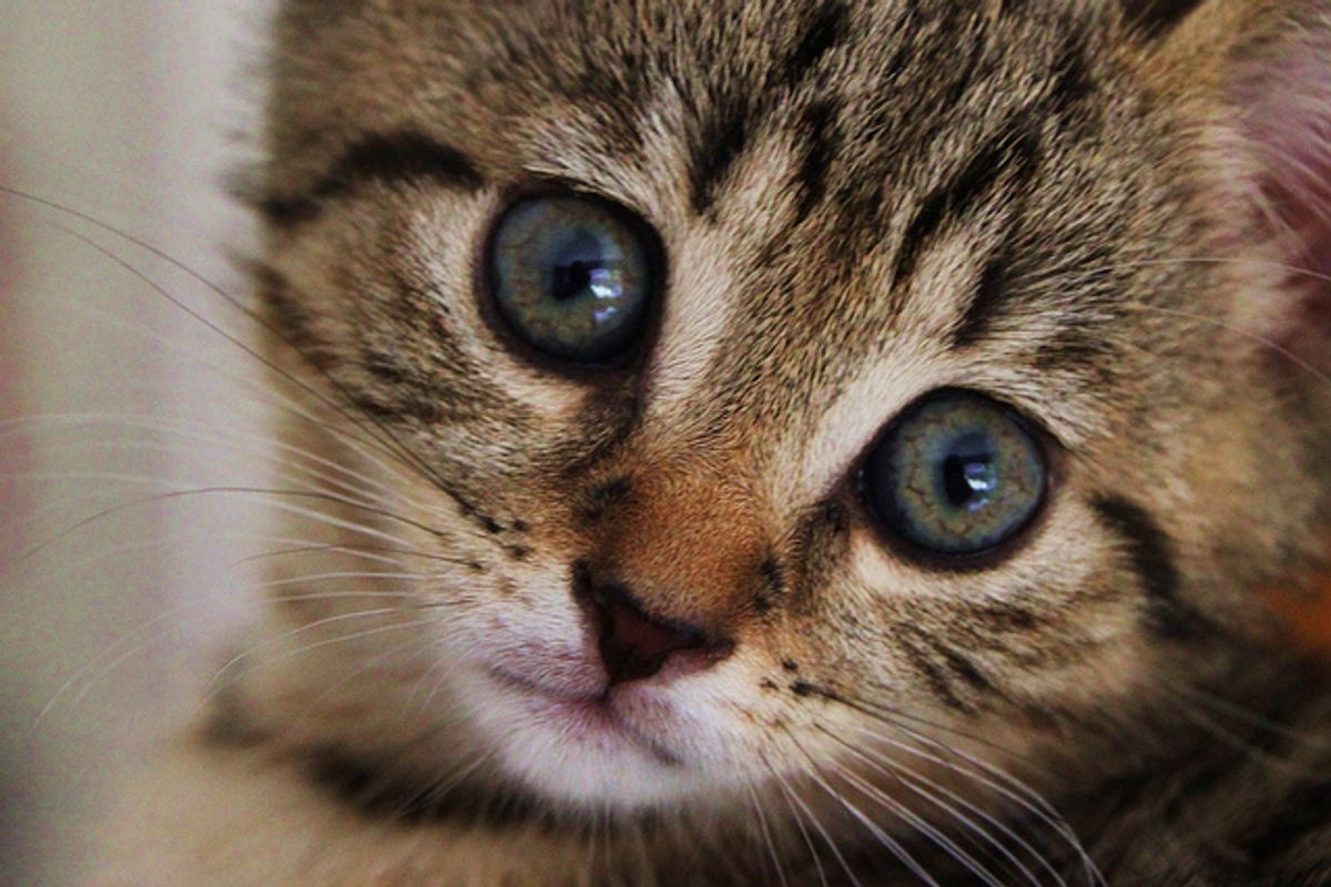 Binky the Kitten New Addition to the Family