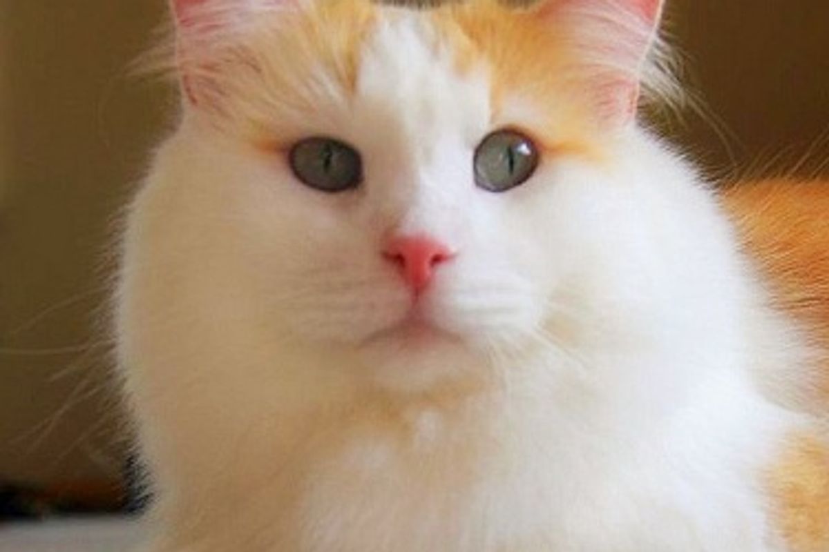 Jackie the Beautiful Cat Inside and Out