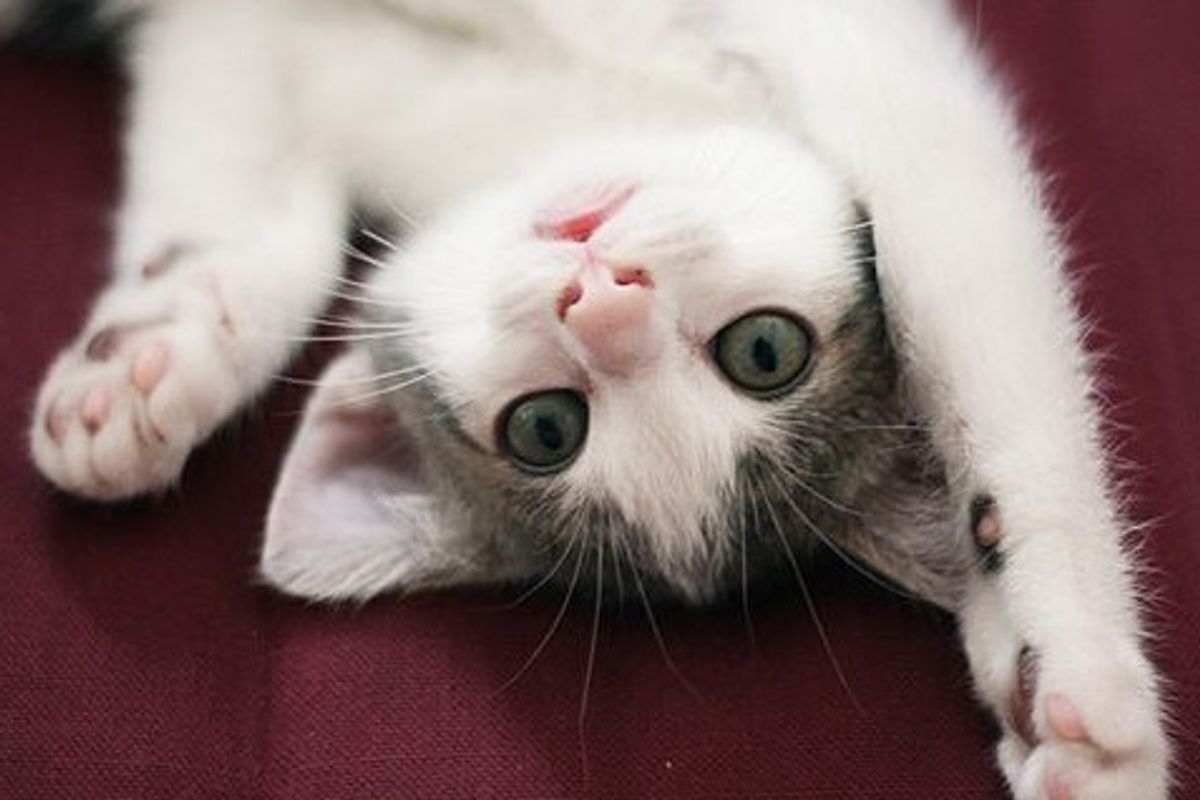 Pancake the Kitten and His New Home