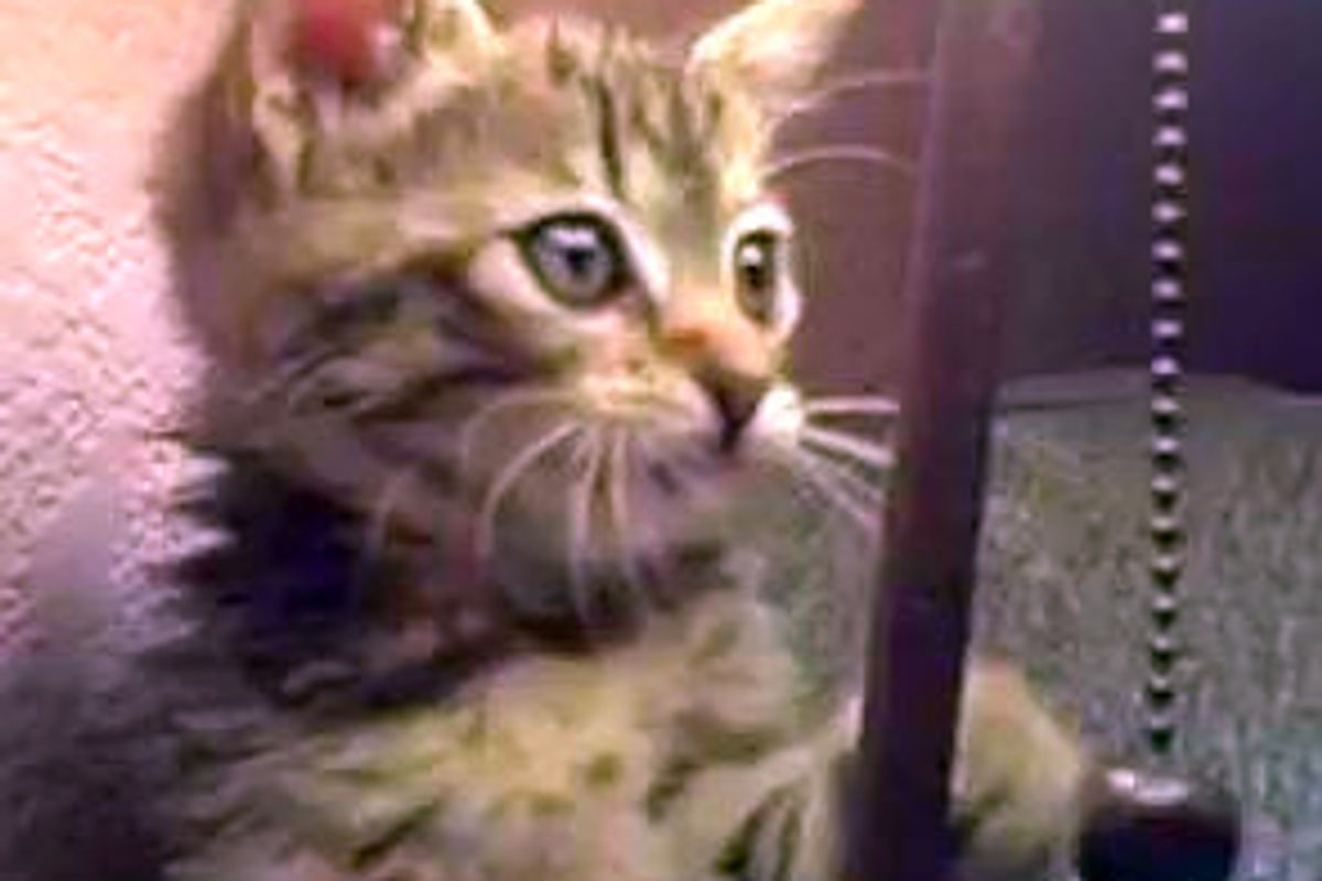 Kitten Plays Tetherball with Lamp Chain