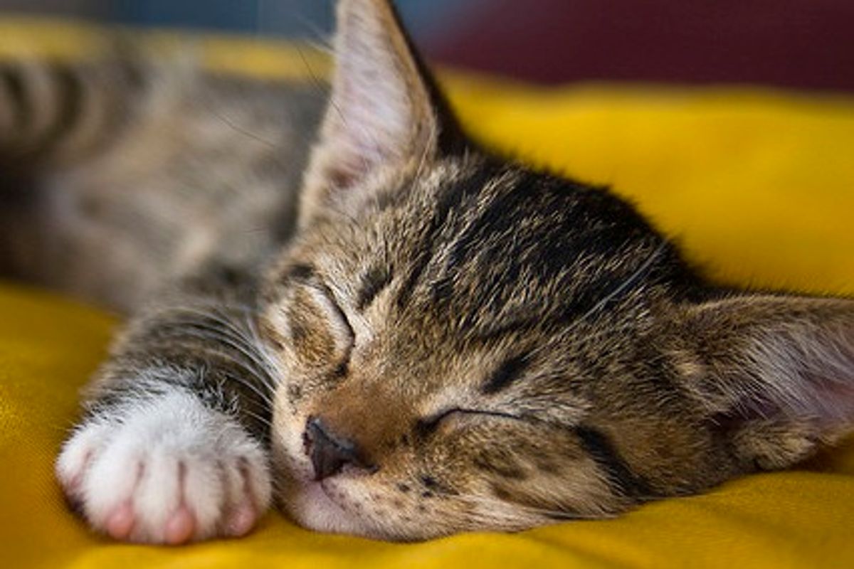 Shetti the Tabby and His Buddy