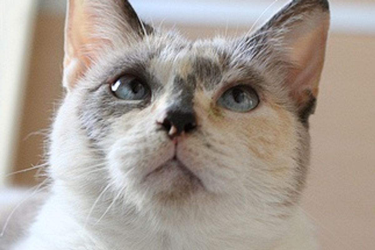 Lua the Cat, a Little Angel