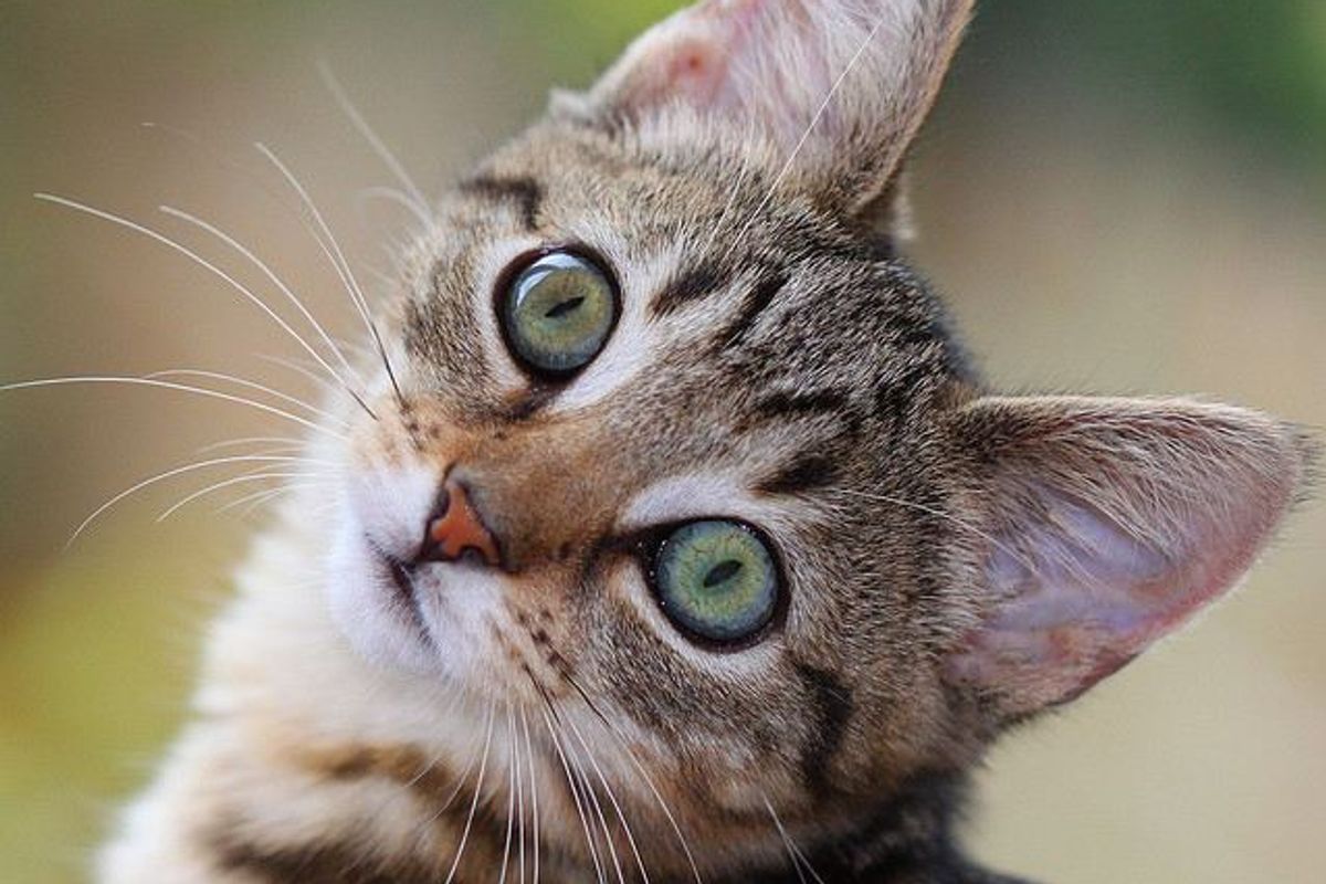 Maggie the Cat Found Confidence and Happiness