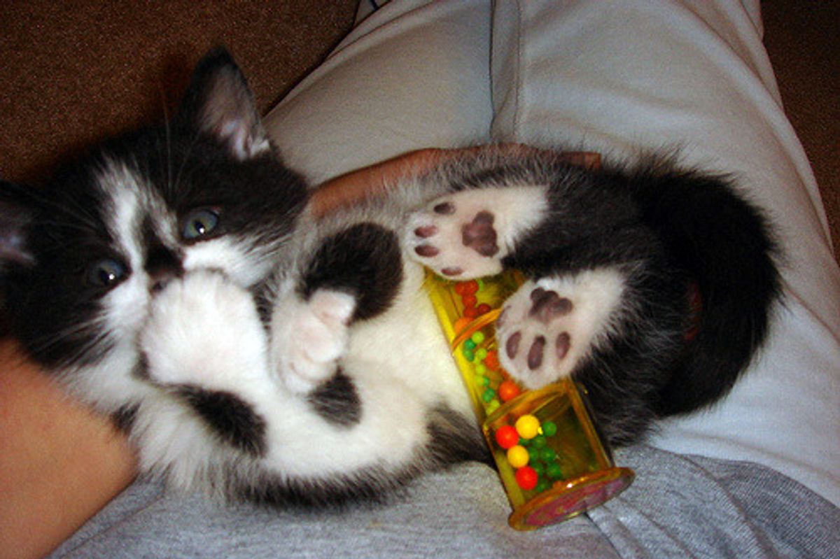 July Cat/Kitten of the Month Results