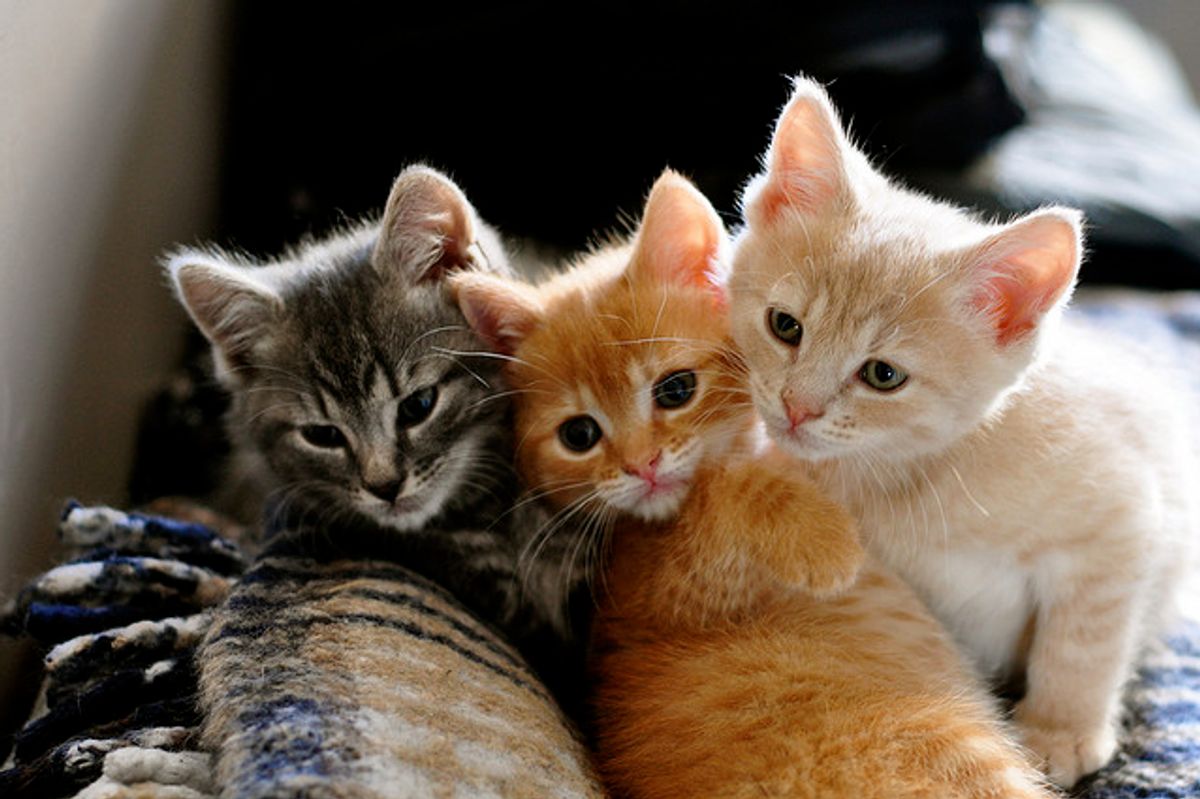 Foster Kittens Camera Time