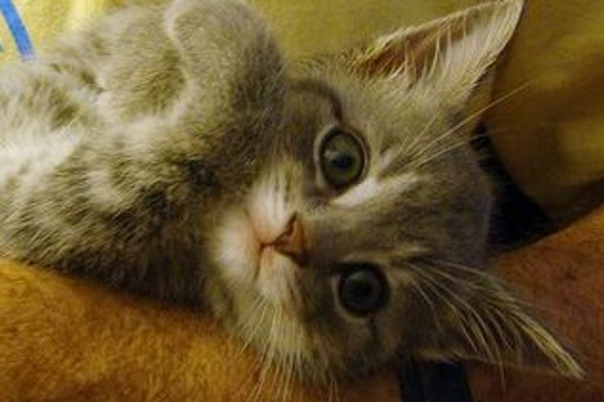 Millie the Little Gray Rescue