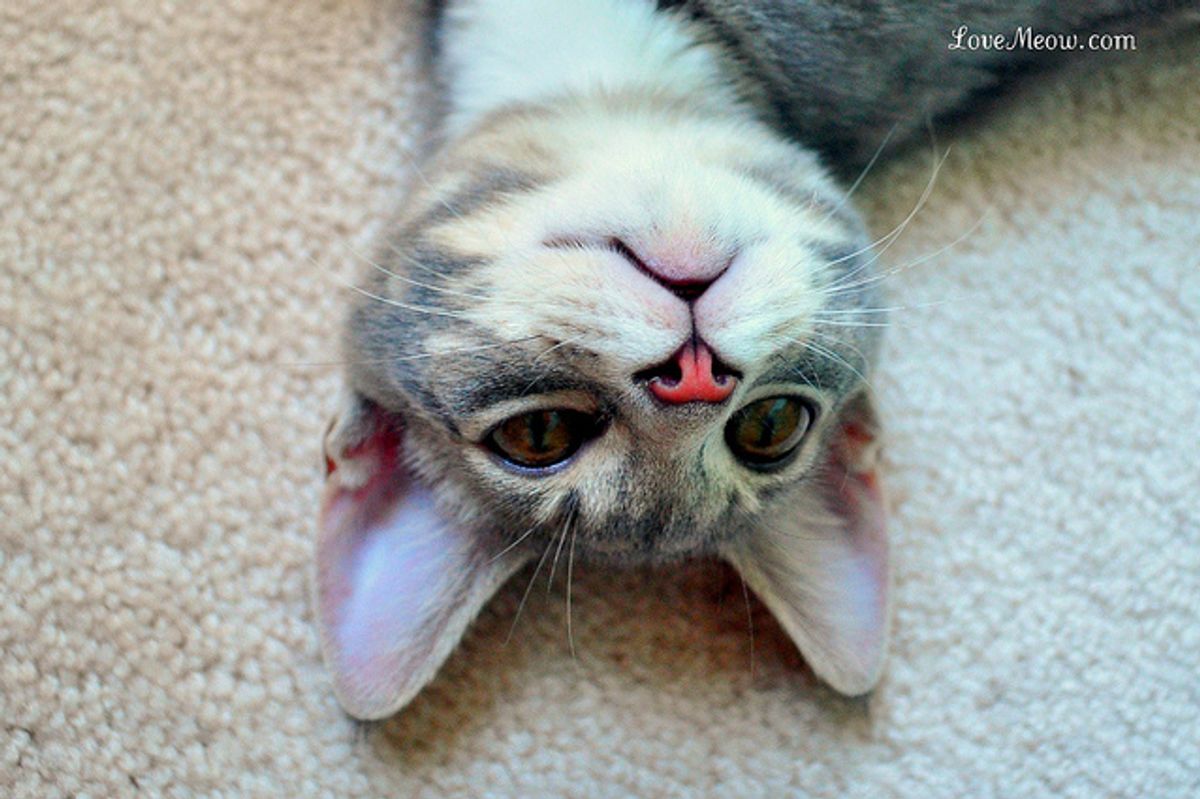 Lucy the Kitty Joins Meow Family