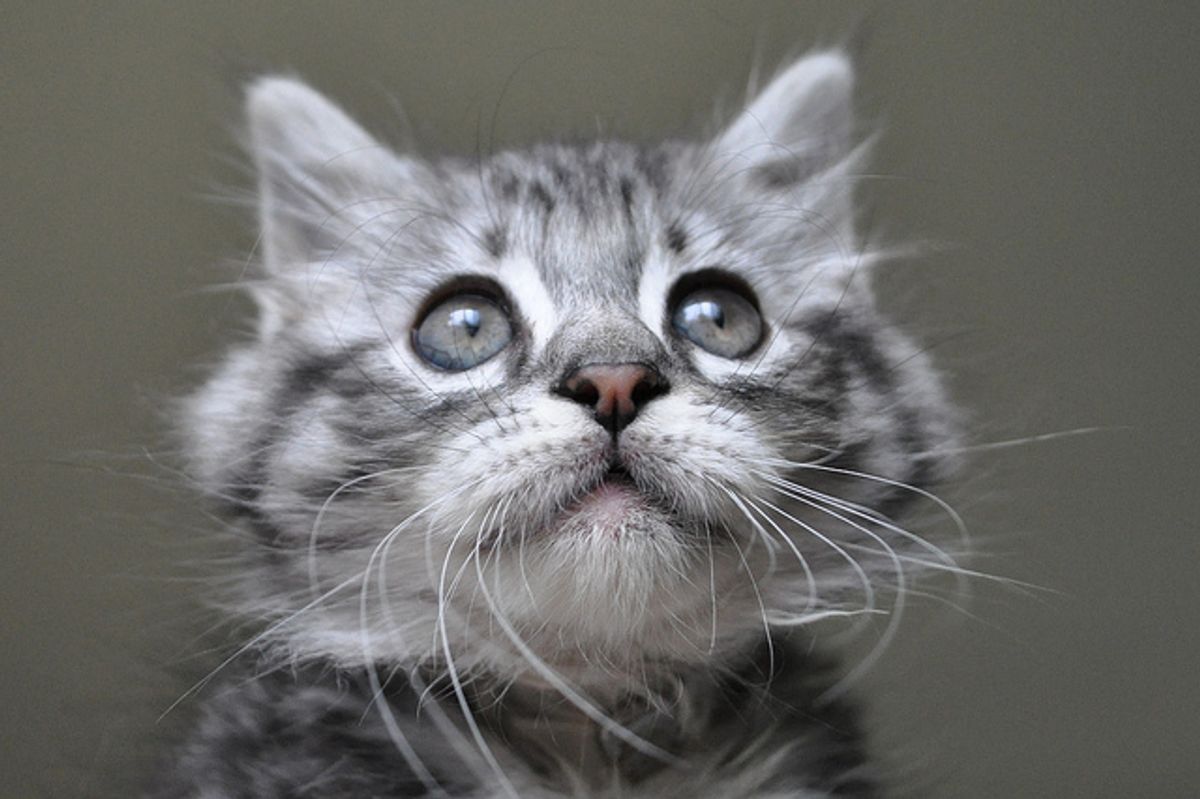 Little Former Stray Matilda