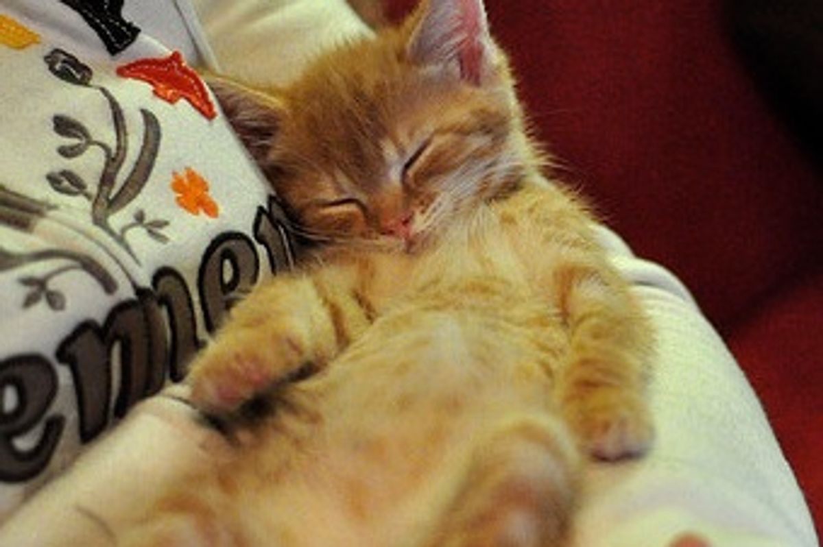 Nap Time for Kittens