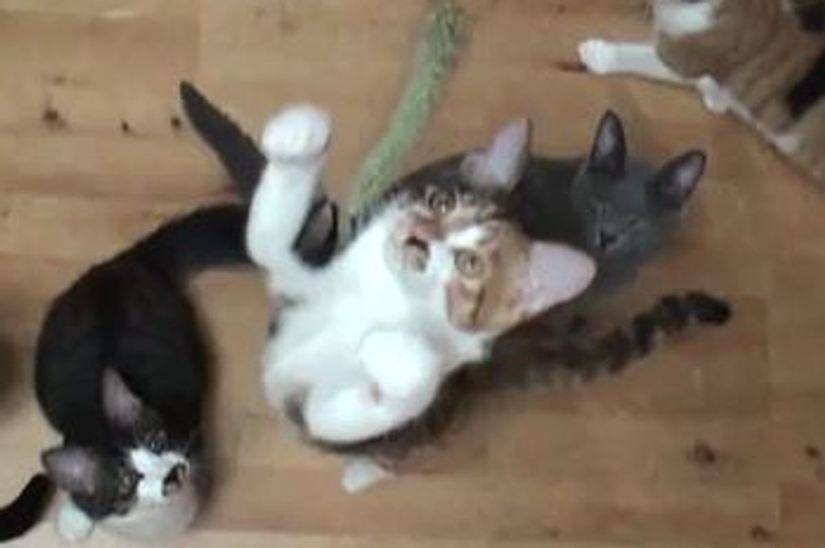 Kitties Fascinated by Feather Toy (Slow-Mo)