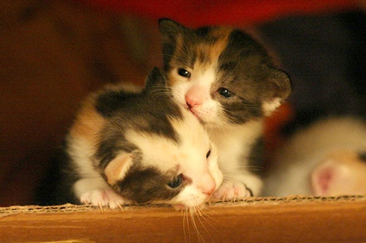 Maya the Little Calico