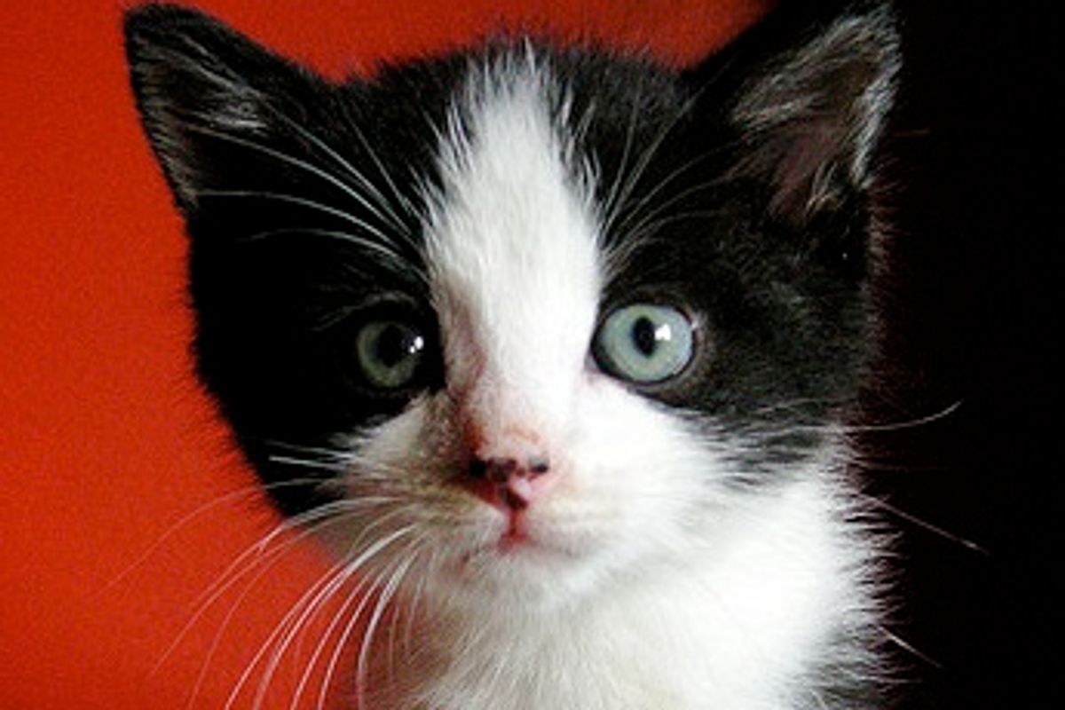 Panda Bear the Foster Tuxedo Kitten
