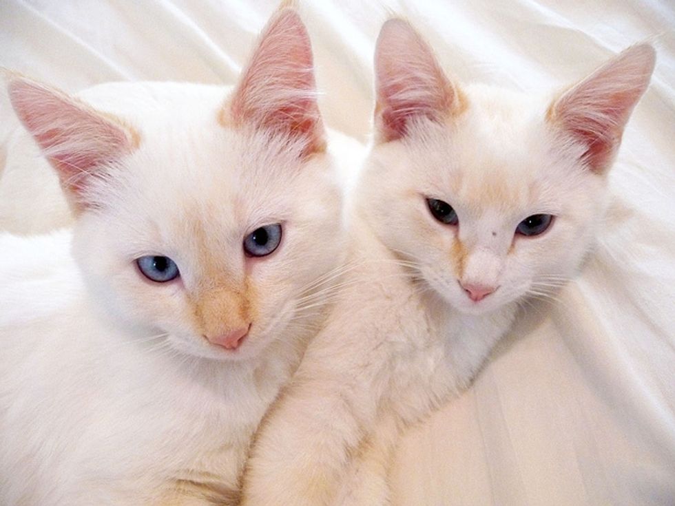 Rescue Story of Stitch and Mallow
