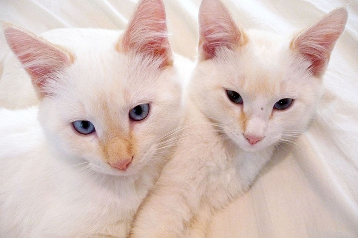 Rescue Story of Stitch and Mallow