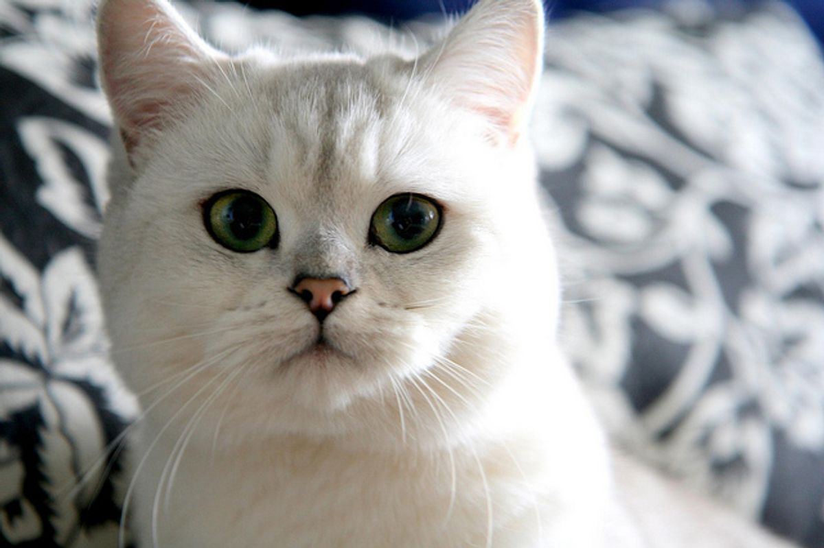 Nayomi the Quirky Kitty