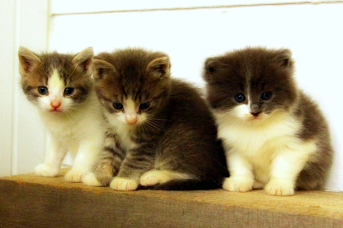 Bear, Sox and Squeaky: Their Rescue Story