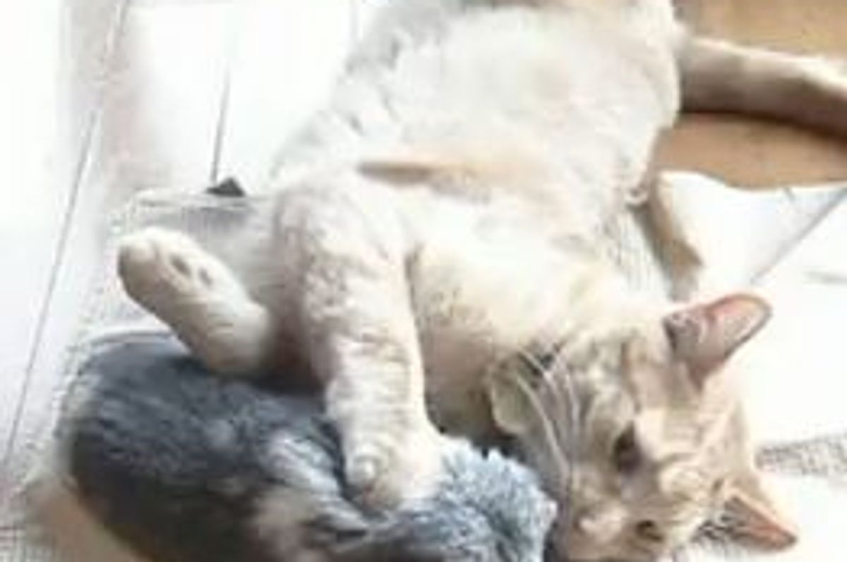 Kitty Loves His Best Buddy Guinea Pig