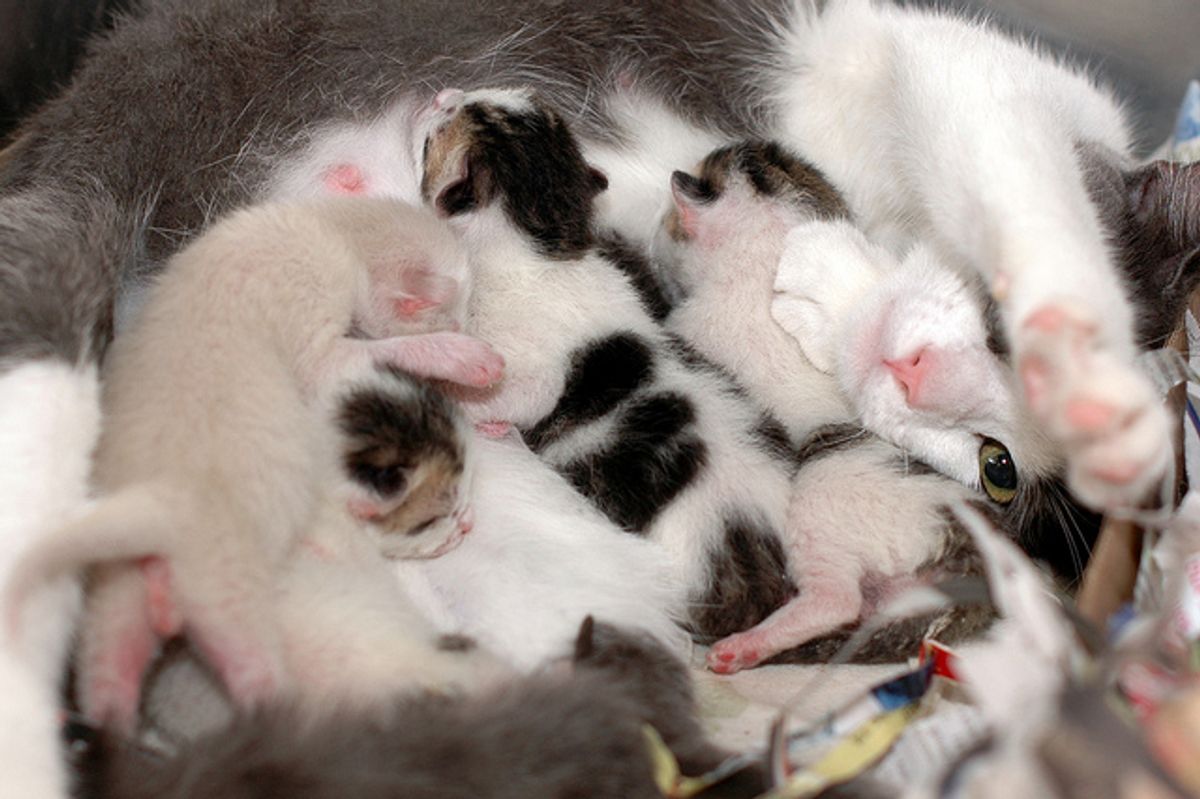 Rescued Cat Mama Nursing New Born Kittens