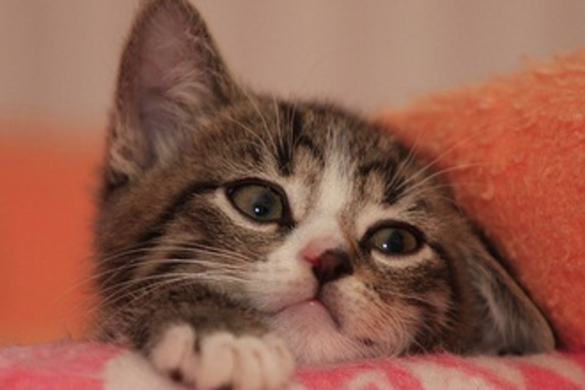 Max and Moritz the 2 Tabby Brothers