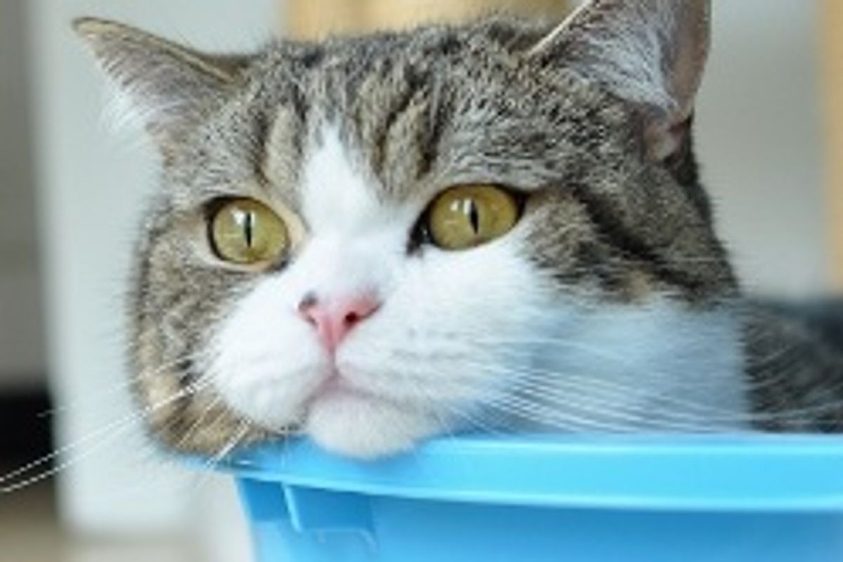 Maru the Cat Who Defies Gravity