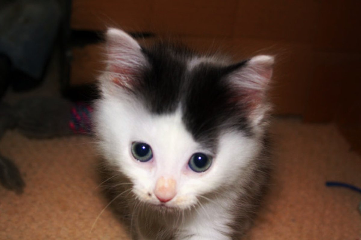 4 Foster Kittens: Daisy, Sissy, Hits and Dave